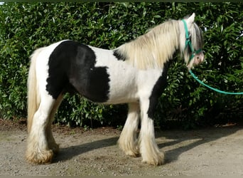 Tinker, Ruin, 10 Jaar, 137 cm, Gevlekt-paard