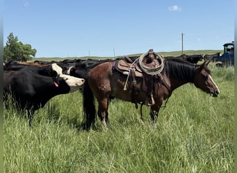 Tinker Mix, Ruin, 10 Jaar, 140 cm, Roan-Bay