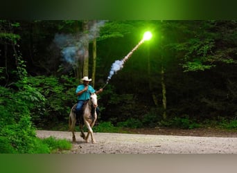 Tinker, Ruin, 10 Jaar, 142 cm, Donkere-vos