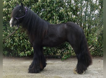 Tinker, Ruin, 10 Jaar, 143 cm, Zwart