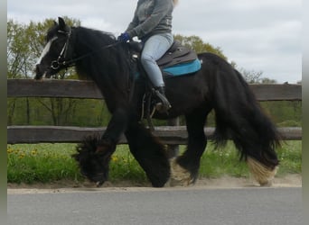 Tinker, Ruin, 10 Jaar, 143 cm, Zwart