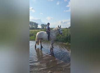 Tinker, Ruin, 10 Jaar, 152 cm, Appelschimmel