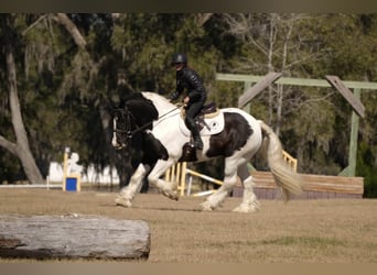 Tinker Mix, Ruin, 10 Jaar, 152 cm, Gevlekt-paard