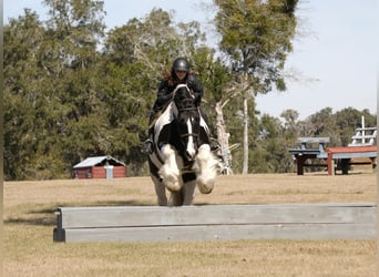 Tinker Mix, Ruin, 10 Jaar, 152 cm, Gevlekt-paard