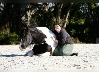 Tinker Mix, Ruin, 10 Jaar, 152 cm, Gevlekt-paard