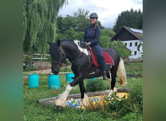 Tinker, Ruin, 10 Jaar, 155 cm, Gevlekt-paard
