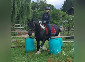 Tinker, Ruin, 10 Jaar, 155 cm, Gevlekt-paard