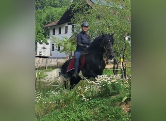 Tinker, Ruin, 10 Jaar, 155 cm, Gevlekt-paard