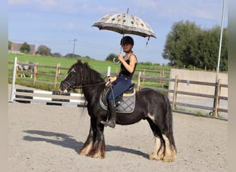 Tinker, Ruin, 11 Jaar, 130 cm, Zwart