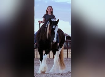 Tinker, Ruin, 11 Jaar, 145 cm, Tobiano-alle-kleuren