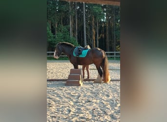 Tinker, Ruin, 11 Jaar, 145 cm, Zwart