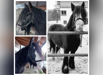 Tinker, Ruin, 11 Jaar, 145 cm, Zwart