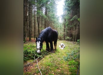 Tinker, Ruin, 11 Jaar, 145 cm, Zwart