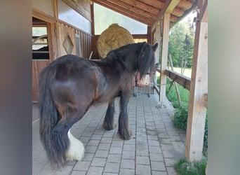 Tinker, Ruin, 11 Jaar, 145 cm, Zwart