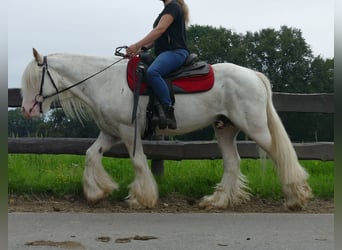 Tinker, Ruin, 11 Jaar, 148 cm, Schimmel