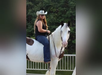 Tinker, Ruin, 11 Jaar, 150 cm, Gevlekt-paard
