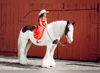 Tinker, Ruin, 11 Jaar, 150 cm, Gevlekt-paard