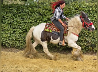Tinker, Ruin, 11 Jaar, 156 cm, Gevlekt-paard