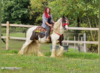 Tinker, Ruin, 11 Jaar, 156 cm, Gevlekt-paard