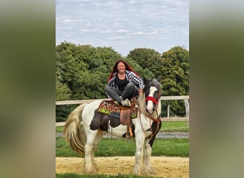 Tinker, Ruin, 11 Jaar, 156 cm, Gevlekt-paard