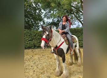 Tinker, Ruin, 11 Jaar, 156 cm, Gevlekt-paard