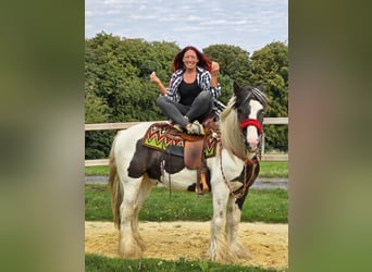 Tinker, Ruin, 11 Jaar, 156 cm, Gevlekt-paard