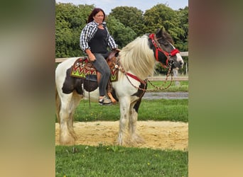 Tinker, Ruin, 11 Jaar, 156 cm, Gevlekt-paard