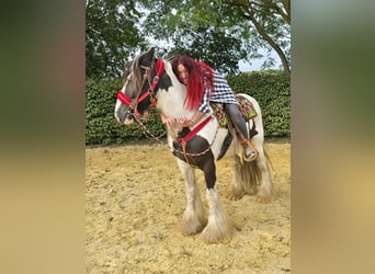 Tinker, Ruin, 11 Jaar, 156 cm, Gevlekt-paard