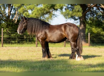 Tinker, Ruin, 11 Jaar, Zwart