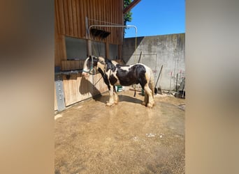 Tinker, Ruin, 12 Jaar, 135 cm, Gevlekt-paard