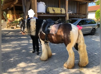 Tinker, Ruin, 12 Jaar, 135 cm, Gevlekt-paard