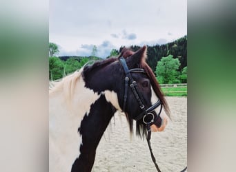 Tinker, Ruin, 12 Jaar, 135 cm, Gevlekt-paard