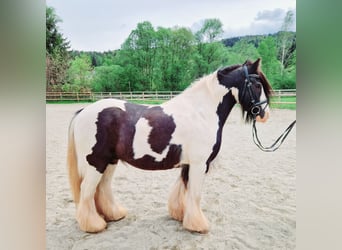 Tinker, Ruin, 12 Jaar, 135 cm, Gevlekt-paard