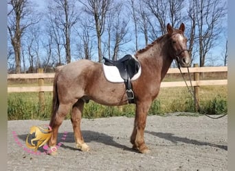 Tinker Mix, Ruin, 12 Jaar, 147 cm, Roan-Red