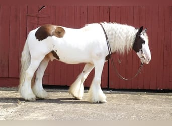 Tinker, Ruin, 12 Jaar, 150 cm, Gevlekt-paard