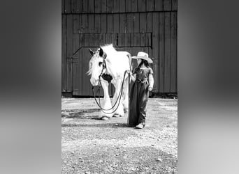 Tinker, Ruin, 12 Jaar, 150 cm, Gevlekt-paard