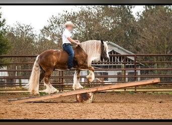 Tinker, Ruin, 12 Jaar, 152 cm, Roodbruin