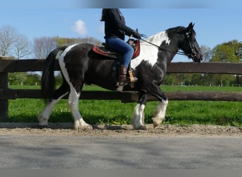 Tinker, Ruin, 12 Jaar, 155 cm, Gevlekt-paard