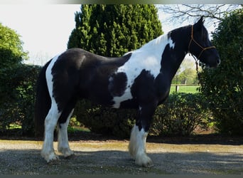 Tinker, Ruin, 12 Jaar, 155 cm, Gevlekt-paard