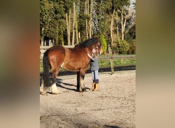 Tinker, Ruin, 12 Jaar, 163 cm, Bruin
