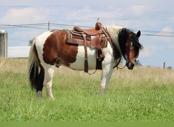 Tinker Mix, Ruin, 12 Jaar, 170 cm, Gevlekt-paard