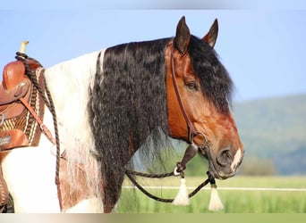 Tinker Mix, Ruin, 12 Jaar, 170 cm, Gevlekt-paard