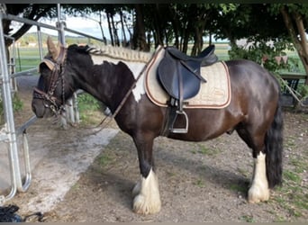 Tinker, Ruin, 13 Jaar, 135 cm, Gevlekt-paard