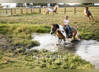 Tinker Mix, Ruin, 13 Jaar, 135 cm, Gevlekt-paard