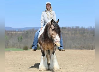 Tinker, Ruin, 13 Jaar, 142 cm, Gevlekt-paard