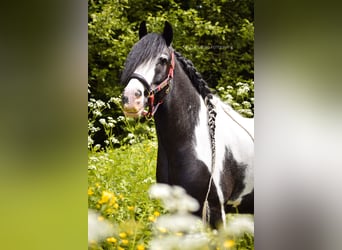 Tinker, Ruin, 14 Jaar, 143 cm, Gevlekt-paard