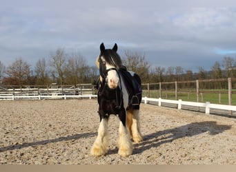 Tinker, Ruin, 14 Jaar, 143 cm, Gevlekt-paard