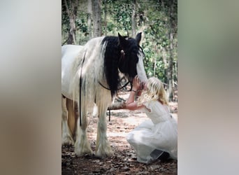 Tinker, Ruin, 14 Jaar, 147 cm, Gevlekt-paard