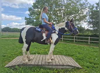 Tinker Mix, Ruin, 14 Jaar, 156 cm, Gevlekt-paard