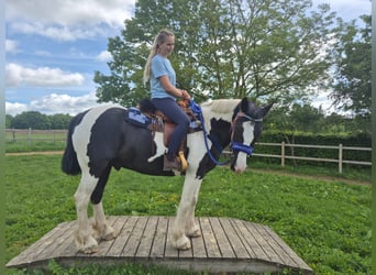 Tinker Mix, Ruin, 14 Jaar, 156 cm, Gevlekt-paard